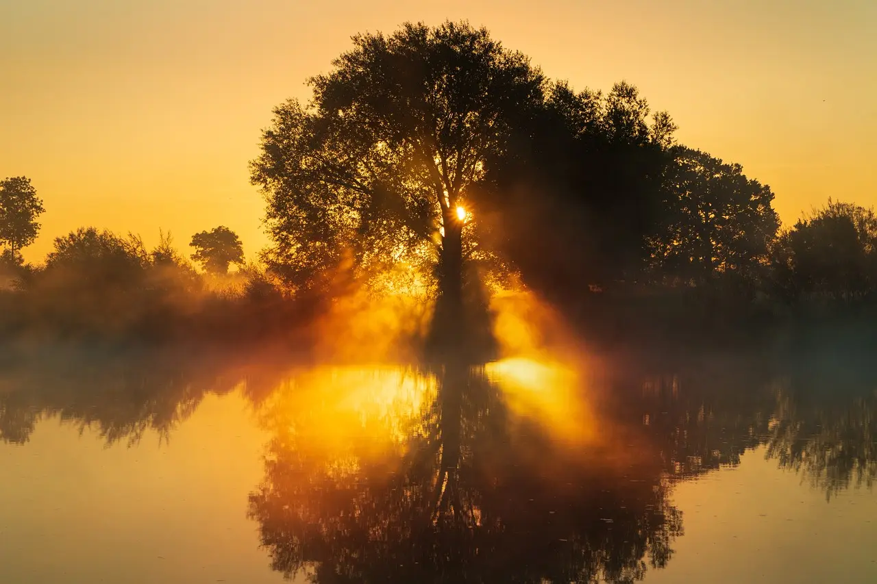 Bild eines Sonnenaufgangs hinter Bäumen